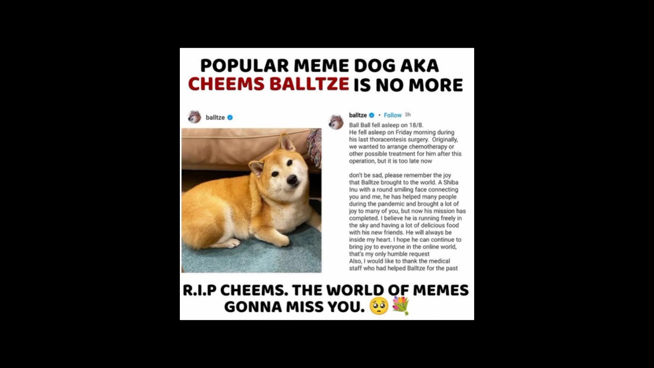 Popular Meme Dog Aka Cheems Balltze is no more 