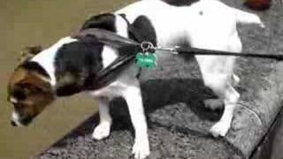 Eh, needs more dog
