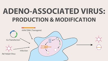 2) Adeno Associated Virus (AAV) - Production and Modification of AAV