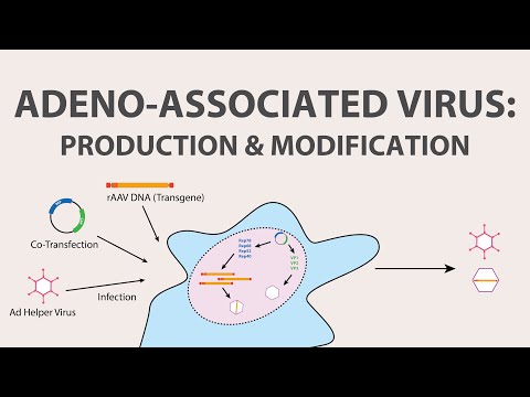 2) Adeno Associated Virus (AAV) - Production and Modification of AAV