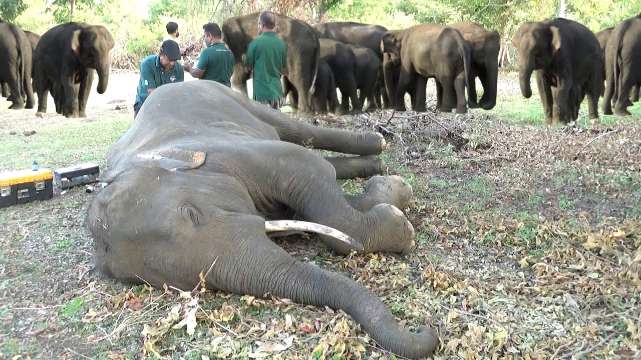 Elephant rescued, then falls. A heart-stopping moment, hope's gentle rise.