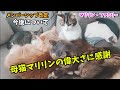 偉大なる母猫マリリンを語る ～今後の動画投稿について、メンバーシップのお知らせ