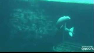 Whale filmed giving birth