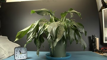 BMPCC4k Time-Lapse with a Plant