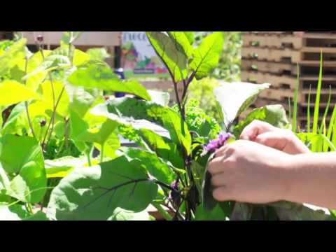 How to Prune Eggplant