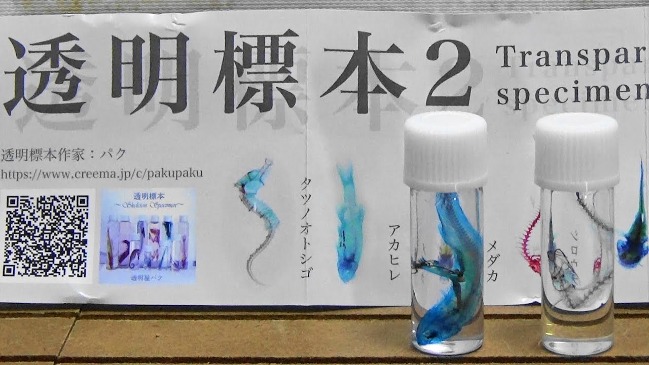 透明標本 ガチャ ガシャポン ガチャガチャ 透明標本2 Capsule Toy Transparent specimen Part.2