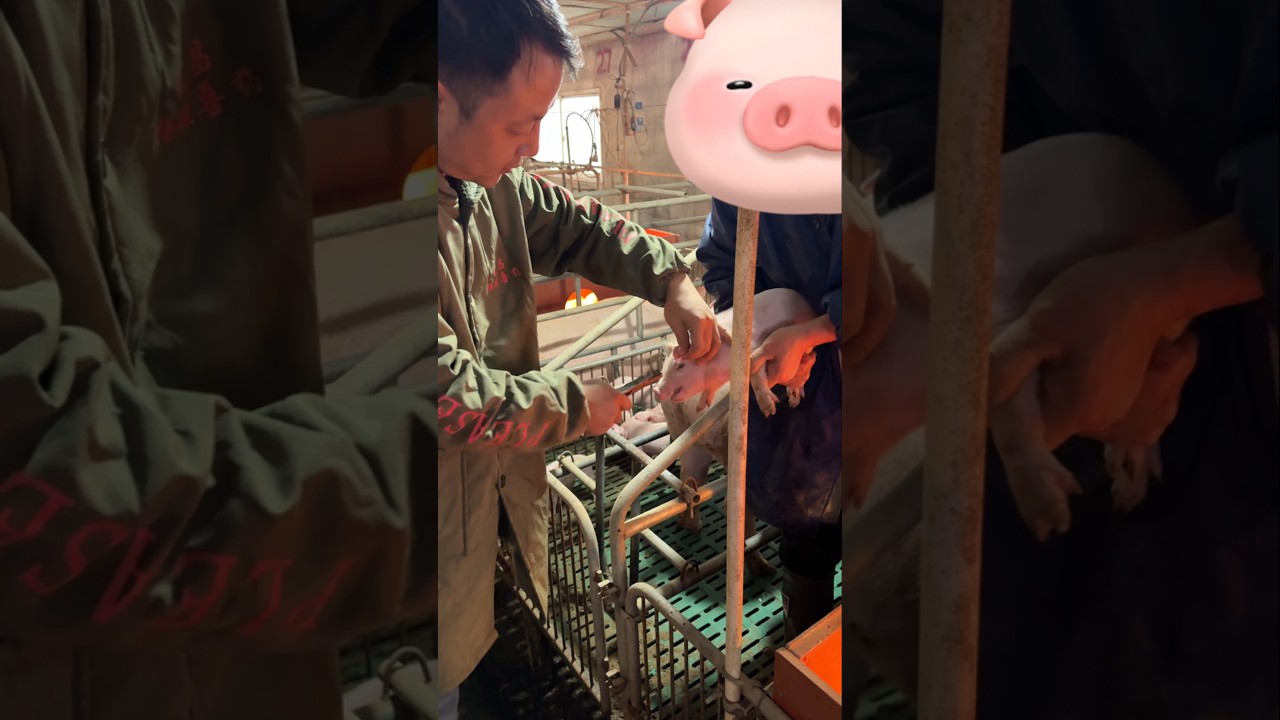 Ear Tagging and Care for Piglets | Farm Life & Animal Welfare 💥