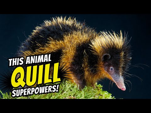Lowland Streaked Tenrec