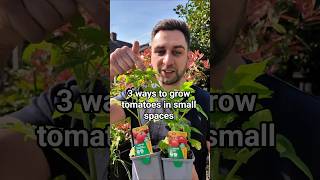 3 ways to grow tomatoes in small spaces 🍅