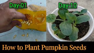 How to plant pumpkin seeds