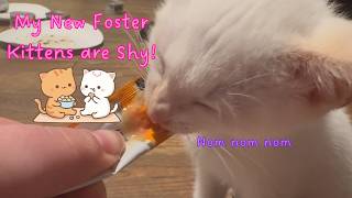 Helping Shy Kittens Become Sweet!