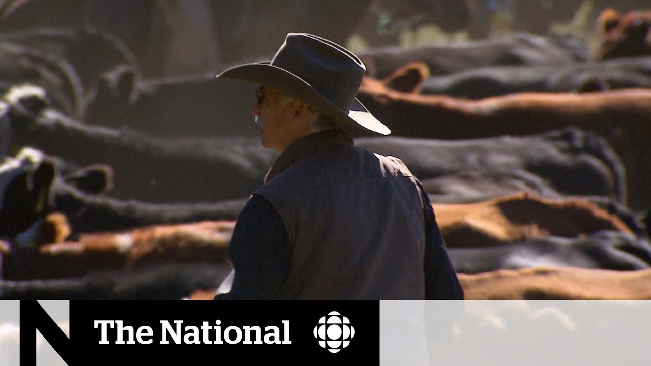 Coal mining debate turns Alberta’s foothills into political battleground