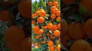 Beautiful Oranges Garden  Fresh Fruits Harvest 🍊🍑🍎🍇🍒 #shorts #viral #trending #nature #farming