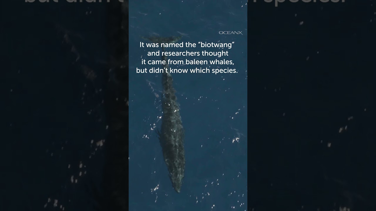 The Mystery Biotwang Sound from the Mariana Trench Has Been Revealed to be from Bryde's Whales