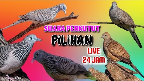 LIVE 24 JAM NONSTOP - Suara Pilihan PERKUTUT, MERBUK, ZEBRA DOVE, Untuk Masteran Pancingan Terbaik.