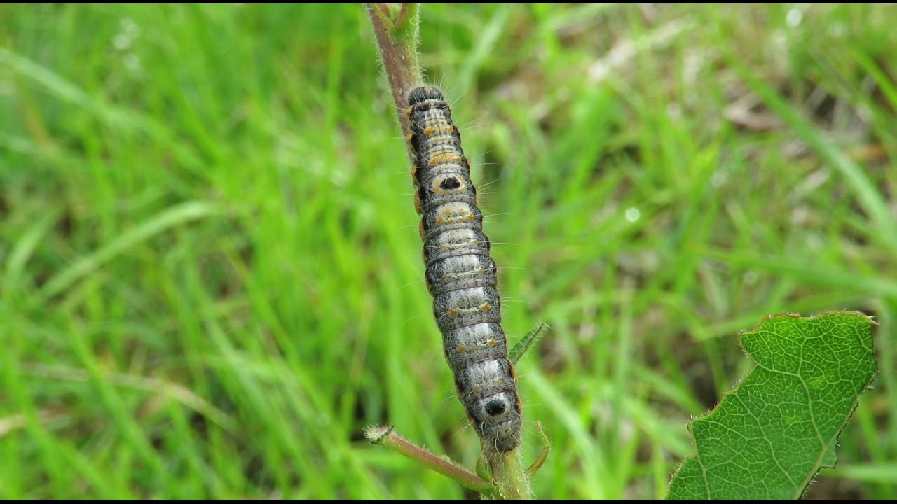 Caterpillar Small Chocolate-tip - Clostera pigra - Donkere wapendrager / Viroin - Belgium / 22-6-'20