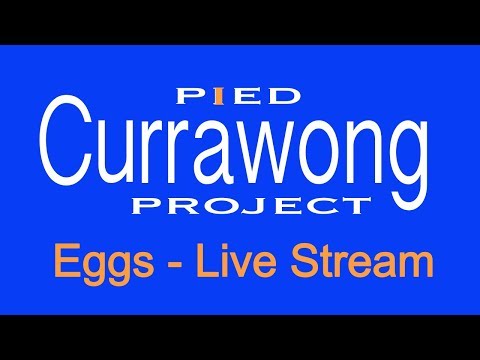 Australian Pied Currawong Nest Live Stream - Day 34 