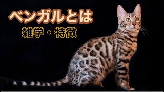 【猫】ベンガルとは【雑学・特徴】Bengal cat by たにんごch 808 views 1 year ago 10 minutes, 17 seconds