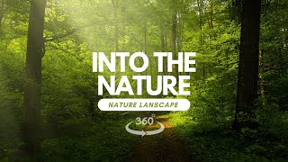 Enchanting Serenity: Exploring the Captivating Beauty of Forest Landscapes
