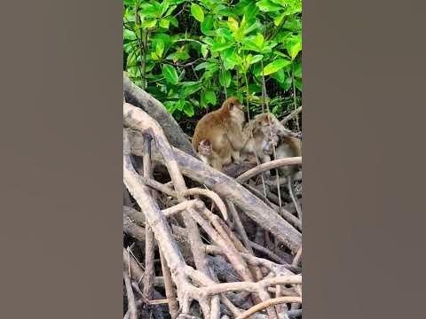 Мавпи🙉 в мангрових лісах та різнокольорі краби🦀 і все це на каяках👌 ...