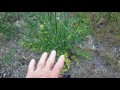 Exploring the Characteristics and Uses of Wild Carrot and Yarrow in the Natural Environment