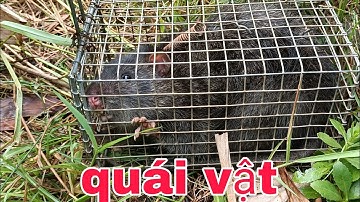 Bẩy chuột cống nhum mùa mưa tưởng không dính ai ngờ dính không tưởng luôn #sanbatbatri#