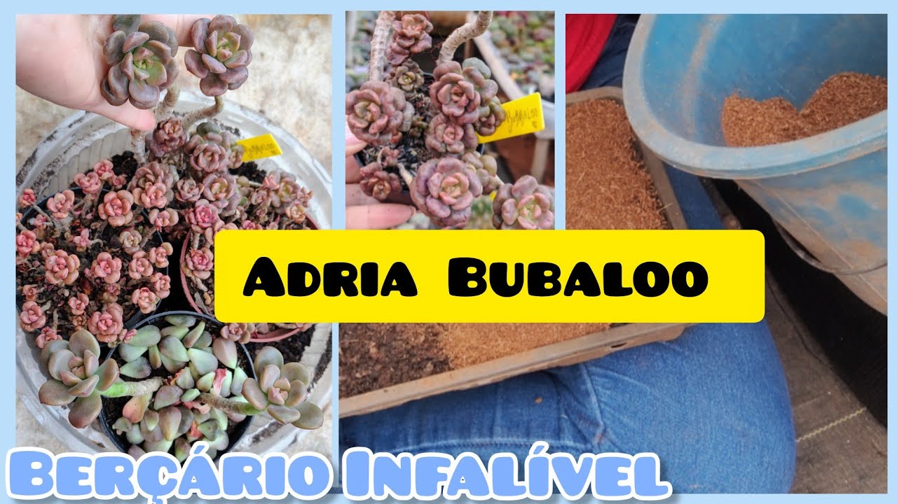  💕 PEDIDO de uma amadinha seguidora 💕