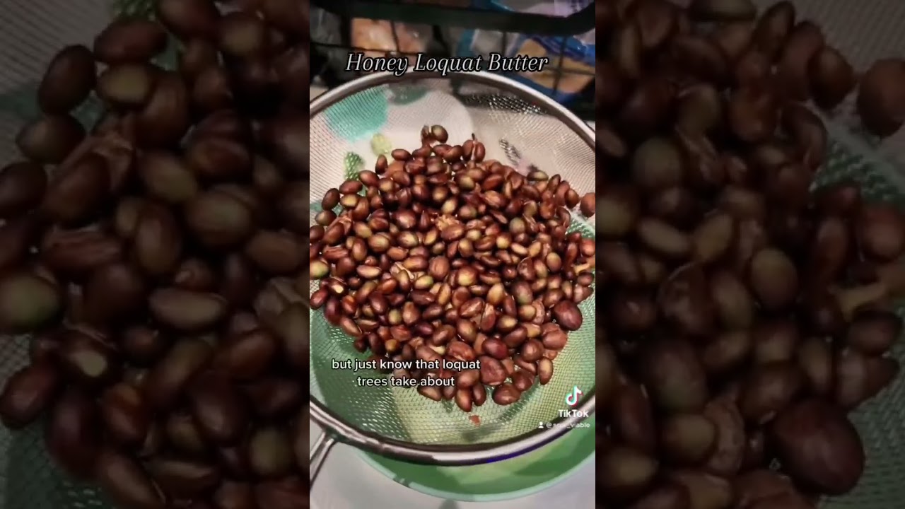 Honey Loquat Butter #Loquat #Foodie #Fruit #Cooking #Yummy #Fyp #Homegrown #Homemade