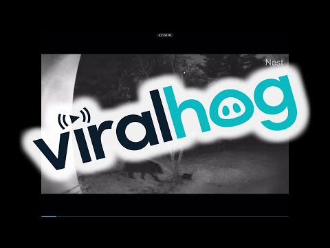 Bear Chews On Security Camera || ViralHog