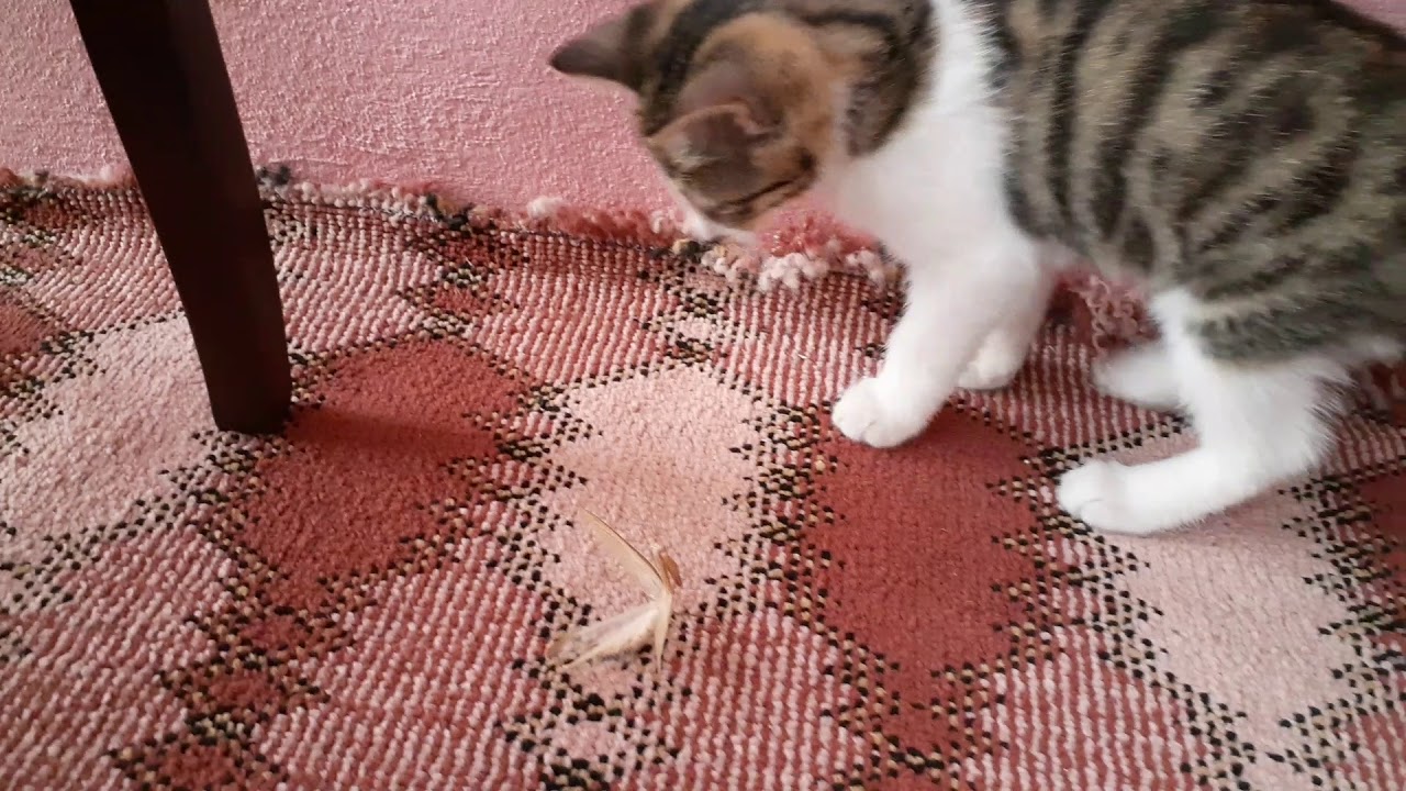 Yavru kedi ve peygamber devesi YouTube