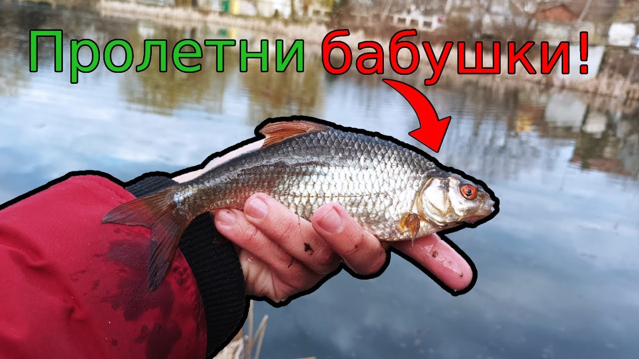 ПРОЛЕТНИ БАБУШКИ на малко ГЬОЛЧЕ! Пълно СПОКОЙСТВИЕ! Риболов на ПЛУВКА! Float fishing for ROACH!