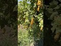 چیدن انگور در باغ زیبایی ایران انگور باغ ایران زیبا  