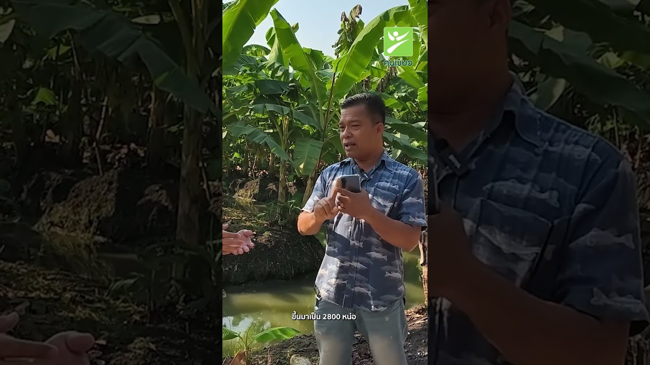 บุกสวนกล้วย ผู้ใหญ่สุชัช ที่ อ.ดำเนินสะดวก ทำยังไงให้เครือยาว ลูกดก น้ำหนักดี
