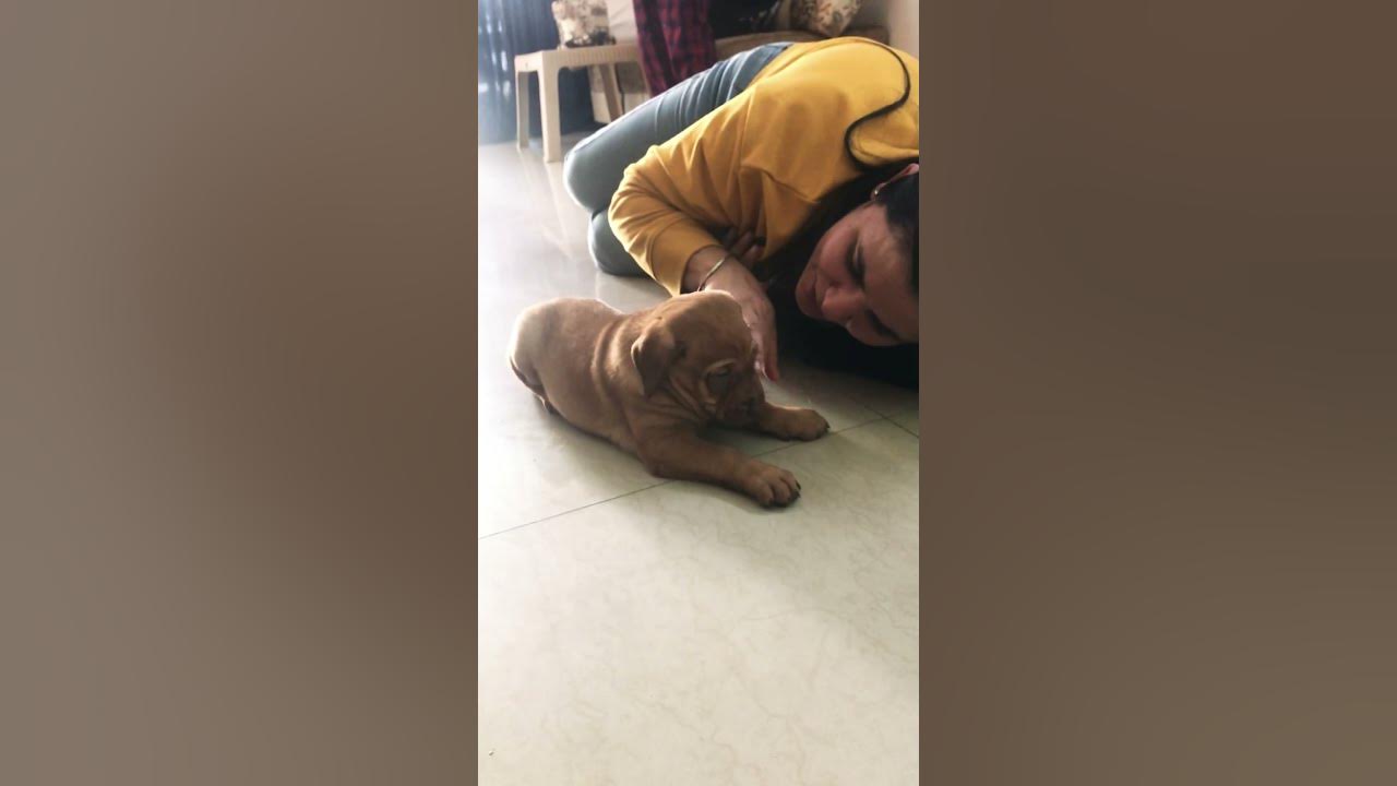 cute-indian-puppy-puppy-puppies-dog-dogs-dogmom-doglover