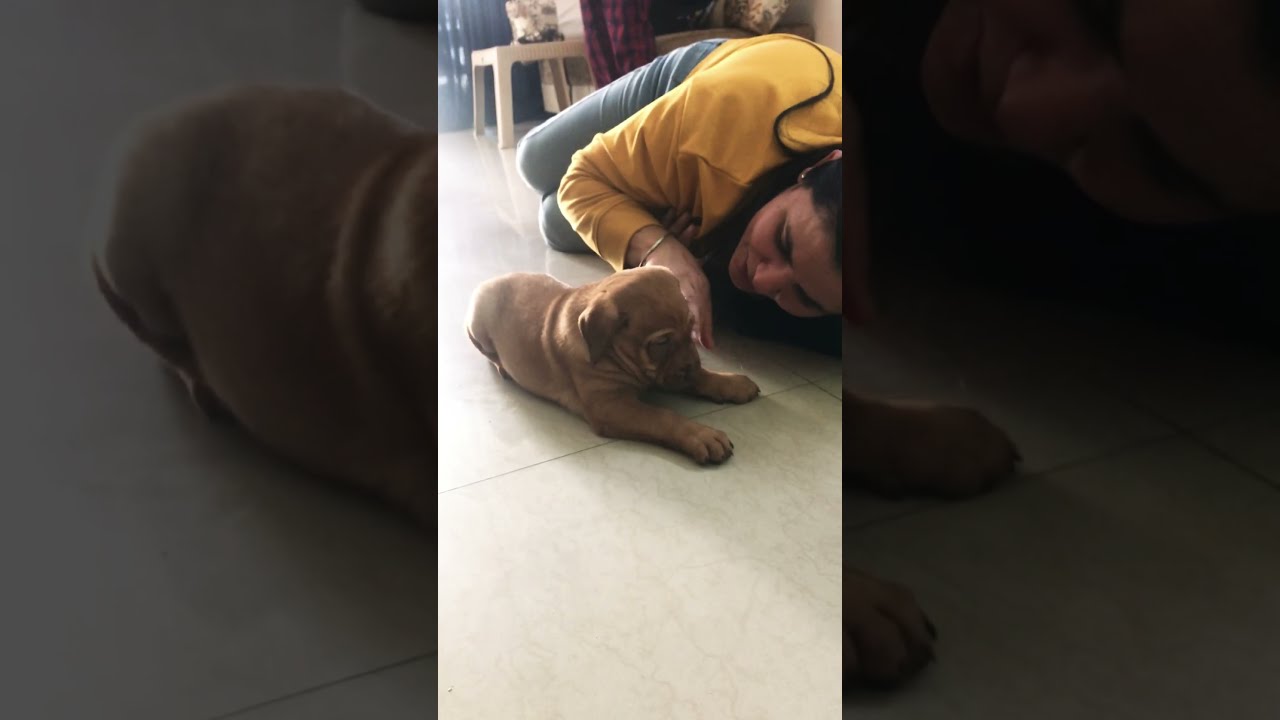 Cute Indian Puppy puppy puppies dog dogs dogmom doglover Cute Indian Puppy puppy puppies dog dogs dogmom doglover