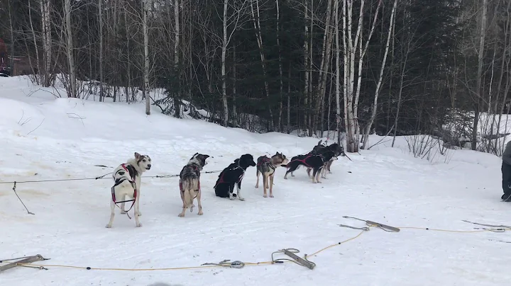 Dogsled Ride | Gunflint Trail