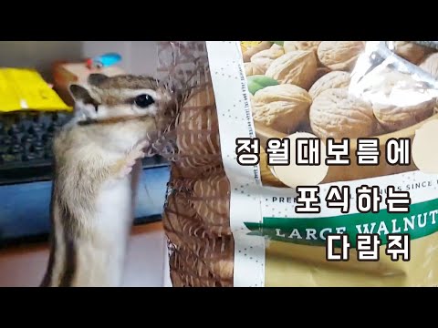 정월대보름에 포식하는 다람쥐