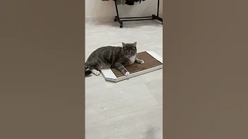 Насыпали кошачью мяту в когтеточку.