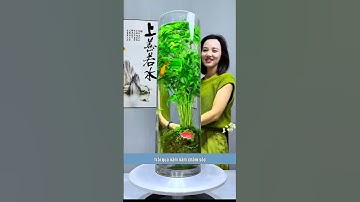 trúc quan âm ngọc bích 1#caycanhphongthuy #caycanhdeban #caycanhmayman #caycanhdecor #decornhacua