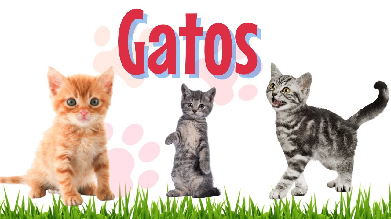 Curiosidades de los Gatos  Videos Educativos para Niños. 