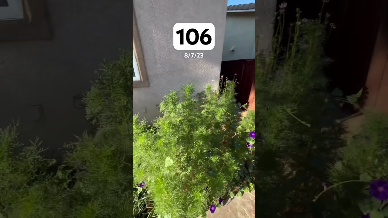 Day 106 Of Garden Flowergardens Gardening Gardendesign Gardeninglovers Flowergarden