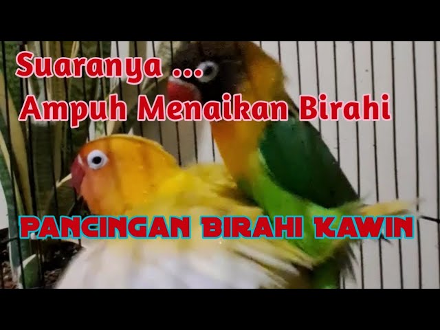 Pancingan Suara Birahi Kawin AMPUH dan JITU class=