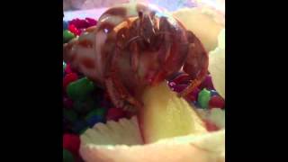 My Hermit Crab Eats Apple Hermit Crabs Apples Yum