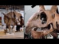 World&rsquo;s Largest Triceratops Fossil Is for Sale