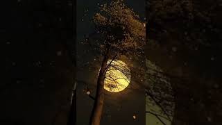 Full moon at Night //Darkness//Night Sky Moon Night// Video 🌑🌑