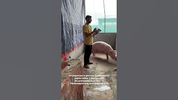 Thumbnail of #indianpigfarming #pigfarm #meerut #meerutpigfarm #pigfarmingindia #piggery #piglet #pig
