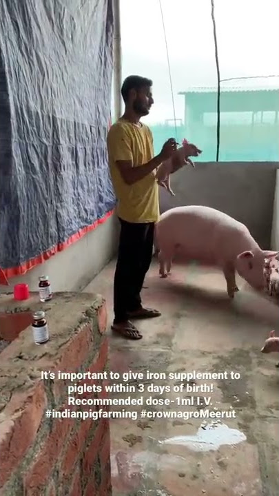#indianpigfarming #pigfarm #meerut #meerutpigfarm #pigfarmingindia #piggery #piglet #pig