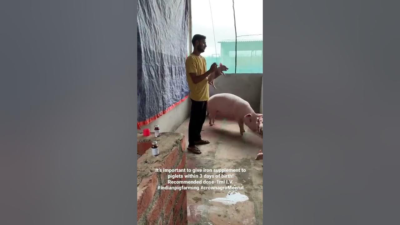 #indianpigfarming #pigfarm #meerut #meerutpigfarm #pigfarmingindia #piggery #piglet #pig