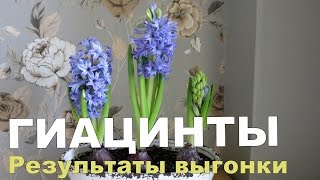 видео Секреты выращивания гиацинтов