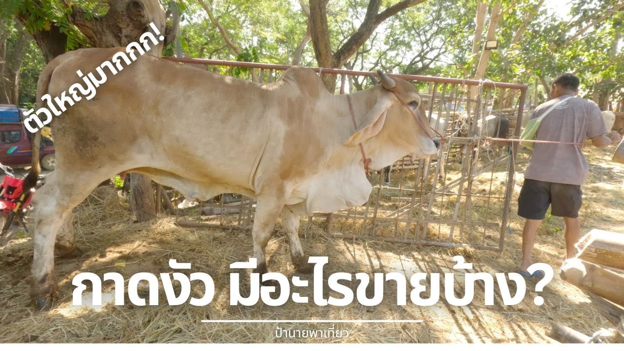 Vlog EP. 175 | กาดงัว มีอะไรขายบ้าง? | ตลาดนัดทุ่งฟ้าบด จ.เชียงใหม่